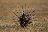 Gunnison Sage-Grouse